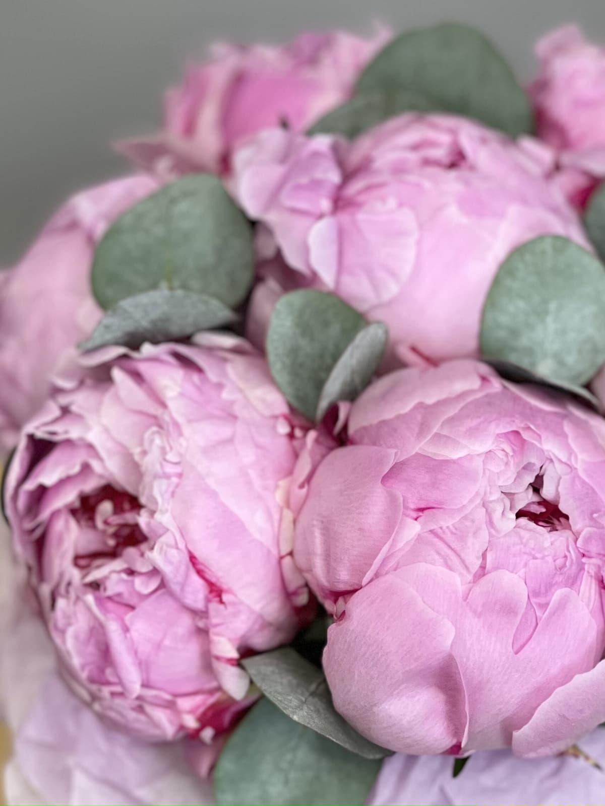 Композиция из 7 пионов "Сара Бернар” в шляпной коробке