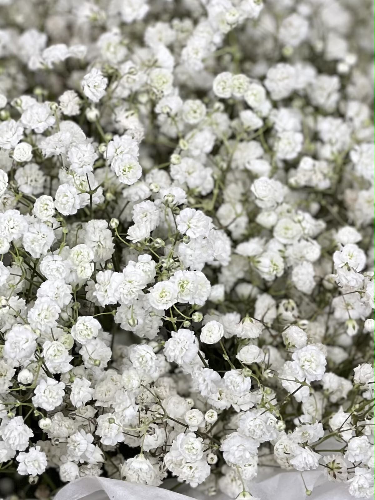 Композиция из гипсофилы в коробке "White" S