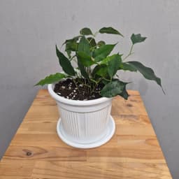 композиция проспект 31723062