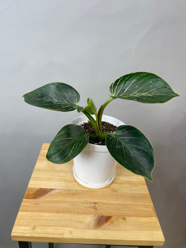 композиция революционная 10114062 композиция революционная 10114062