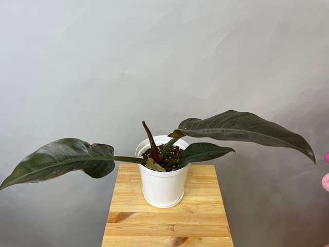 композиция революционная 20114062 композиция революционная 20114062