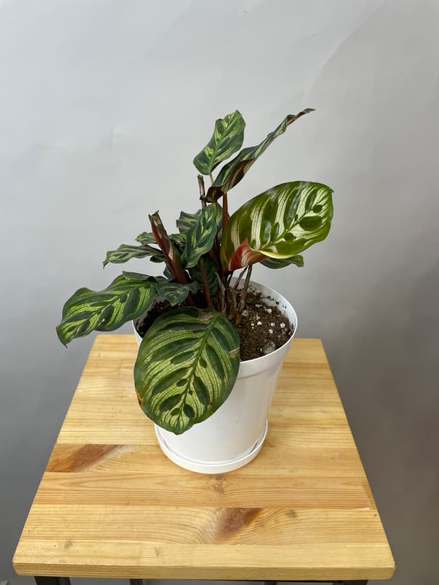 композиция революционная 30114062 композиция революционная 30114062