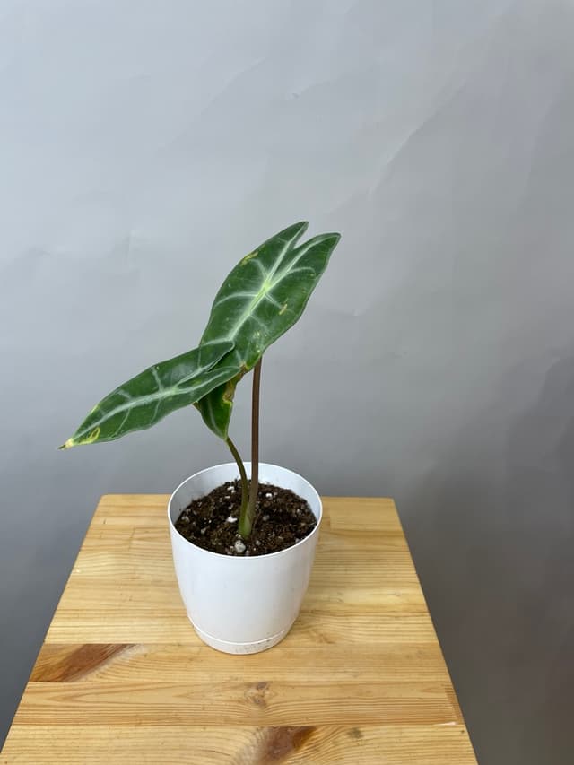 композиция революционная 40114062 композиция революционная 40114062