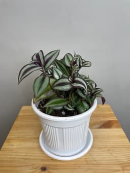 Композиция Революционная 40723062