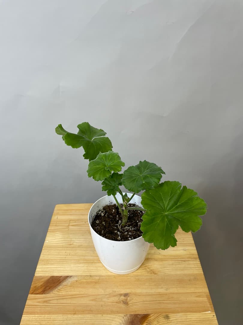 композиция революционная 50114062