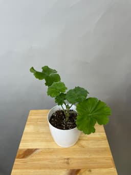 композиция революционная 50114062