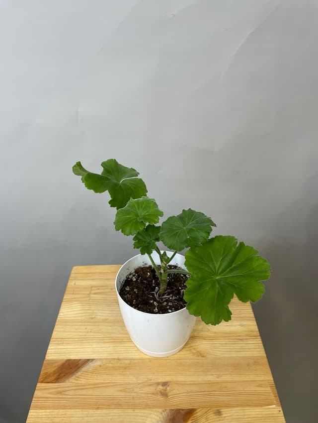 композиция революционная 50114062 композиция революционная 50114062