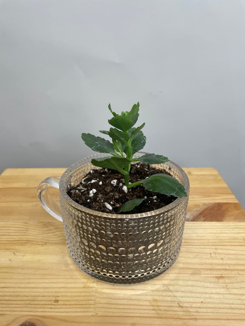 Композиция Революционная 50723062