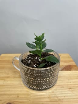 Композиция Революционная 50723062