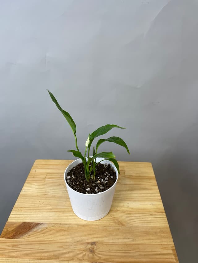 композиция революционная 60114062 композиция революционная 60114062