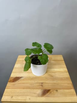 композиция революционная 70114062