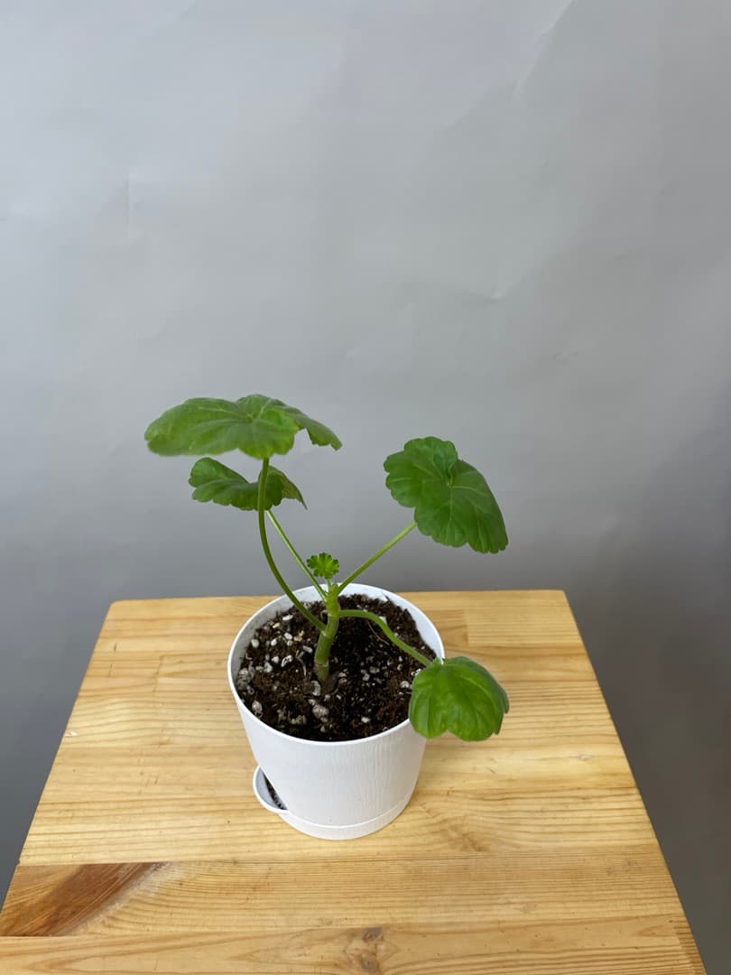 композиция революционная 70114062