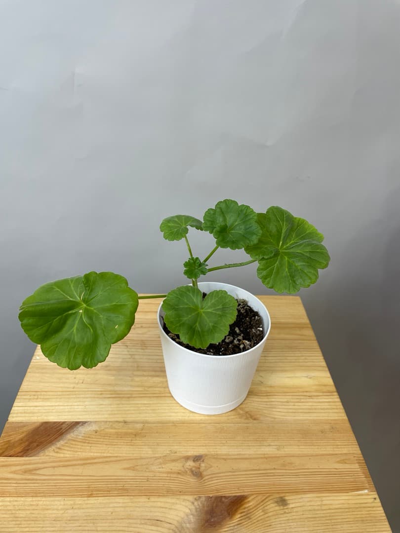 композиция революционная 70114062