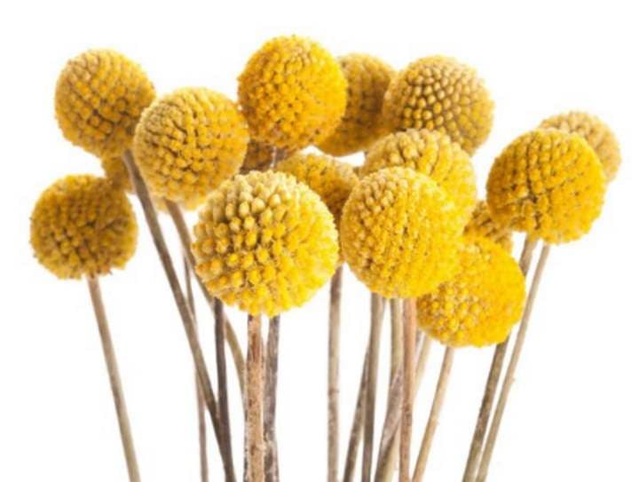 Краспедия в ассортименте