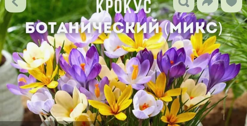 Крокус микс , саженцы