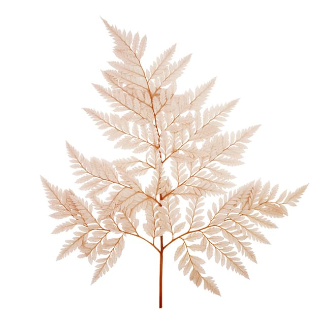 Лист папоротника стабилизированный , розовый Лист папоротника стабилизированный , розовый