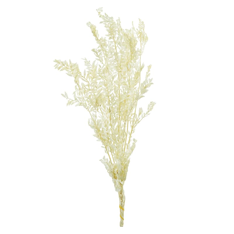 Лист рускуса стабилизированный 1/4