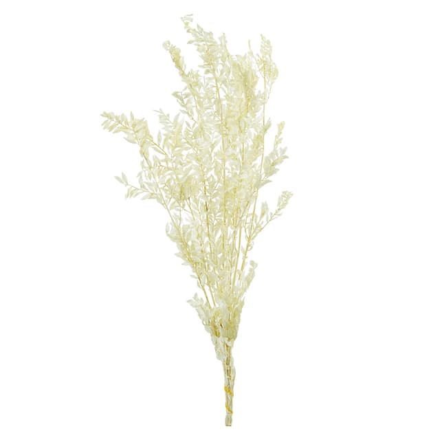 Лист рускуса стабилизированный 1/4 Лист рускуса стабилизированный 1/4