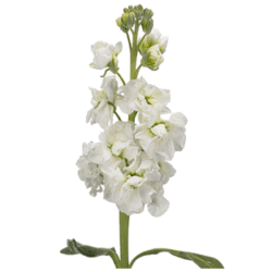 Маттиола в ассотрименте