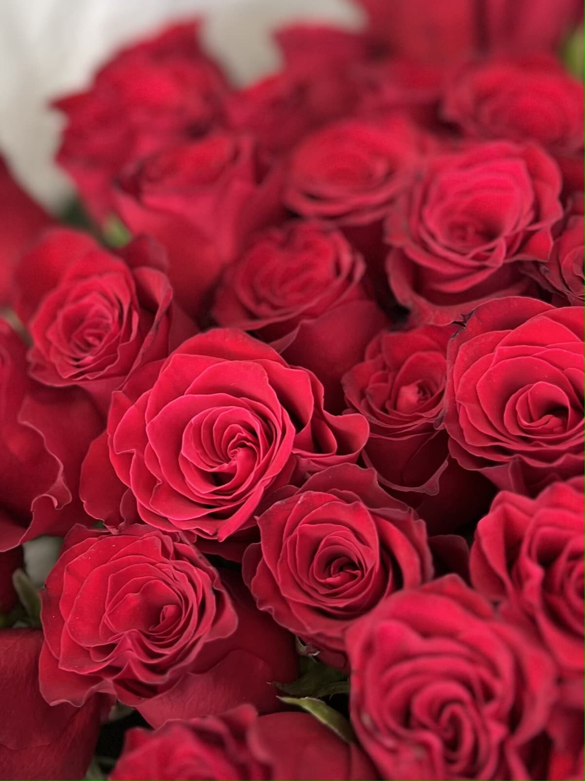 МЕГА АКЦИЯ Роскошный букет из 101 стандартной красной розы в упаковке
