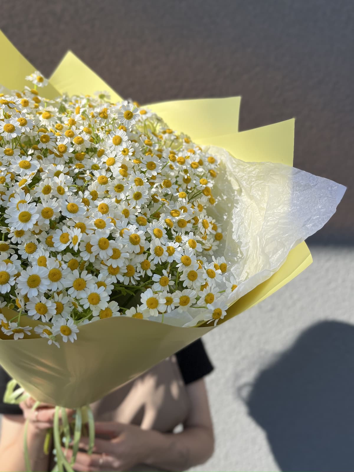 Цветочный моно букет из 23 Ромашек в матовой бумаге