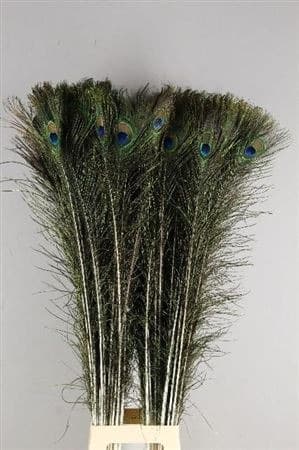 Перо Павлина Перо Павлина