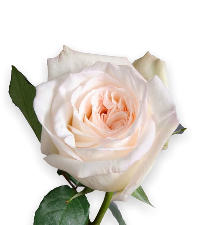 Пионовидная роза по акции от 15 шт Пионовидная роза по акции от 15 шт