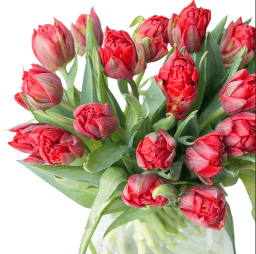 Пионовидные тюльпаны по акции от 100 шт