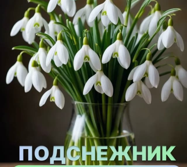 Подснежник , саженцы Подснежник , саженцы