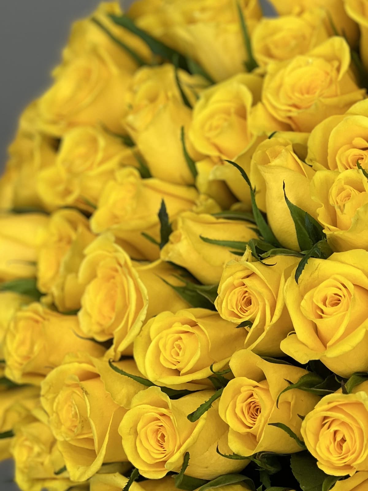 МЕГА АКЦИЯ Роскошный букет из 101 желтой розы Кения 35-40 см в матовой бумаге