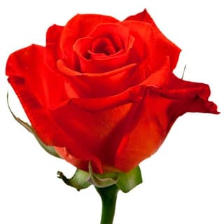 Роза алая 70 см по акции от 51 шт