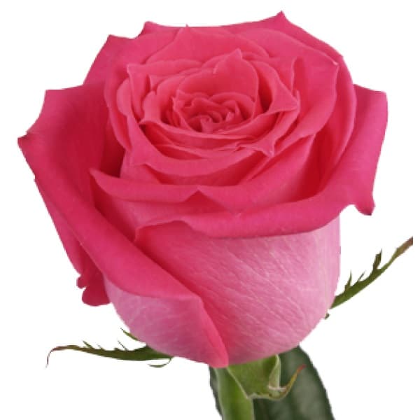Роза фуксия 90 см по акции от 25 шт