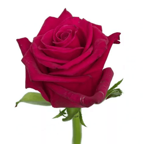 Роза фуксия Россия 60 см по акции от 25 шт