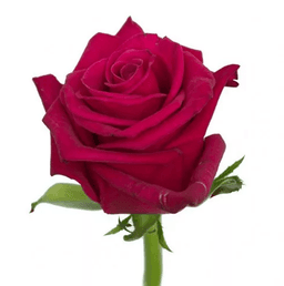 Роза фуксия Россия 70 см по акции от 11 шт