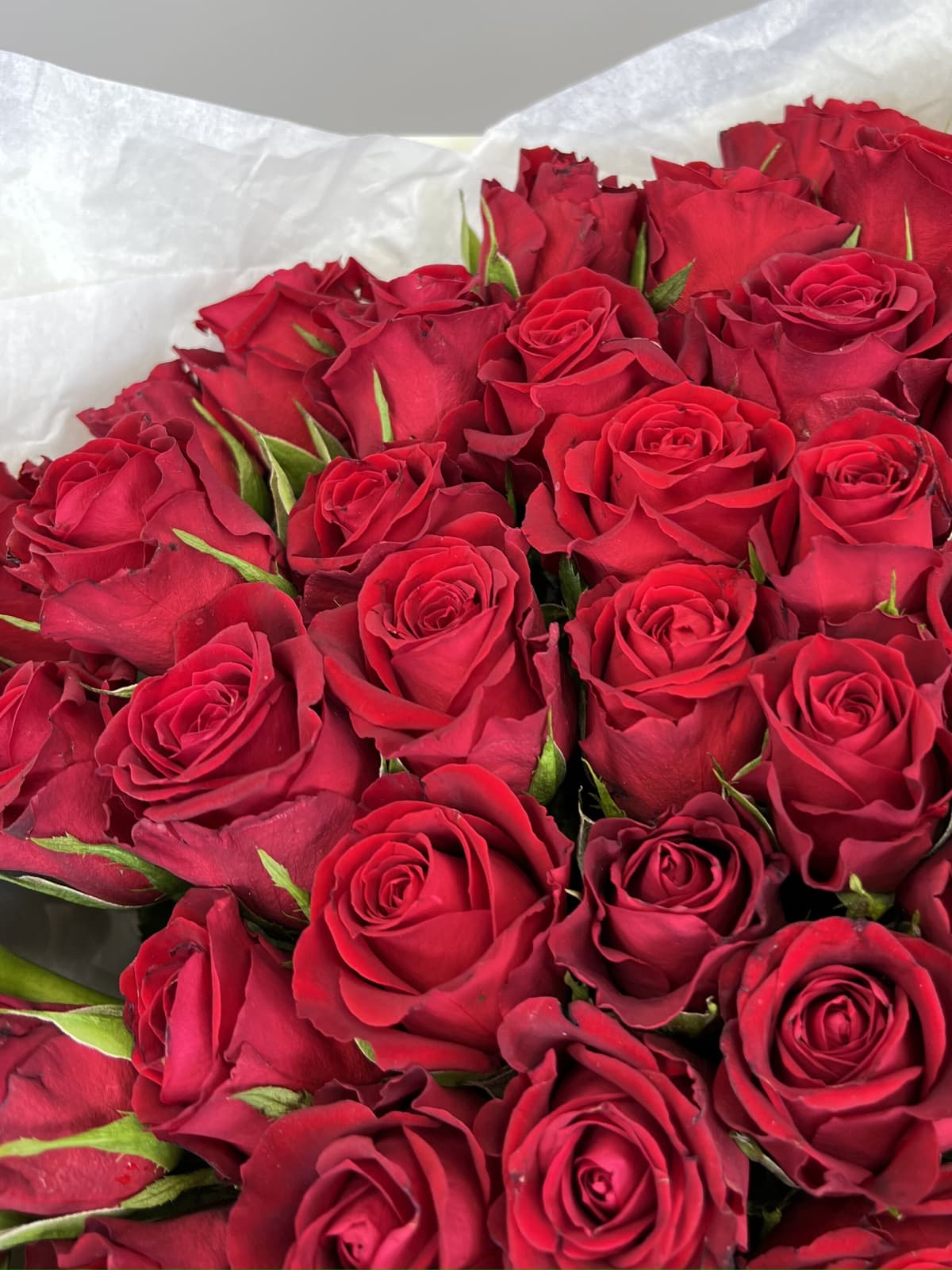 Роза Кения красная 35-40 см