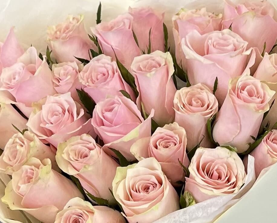 Роза Кения розовая 35-40 см по акции от 101 шт