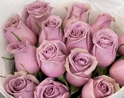 Роза Кения сиреневая 35-40 см по акции от 25 шт