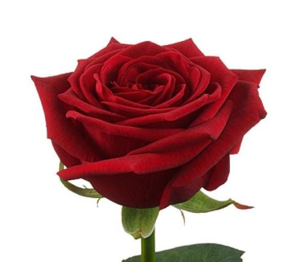 Роза красная Россия 60 см по акции от 101 шт