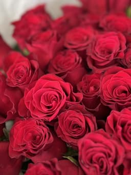 Роза красная стандарт 50 см по акции от 101 шт