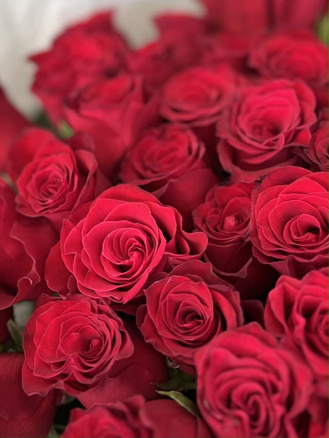 Роза красная стандарт 50 см по акции от 11 шт Роза красная стандарт 50 см по акции от 11 шт