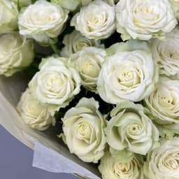 Роза кустовая белая по акции от 15 шт