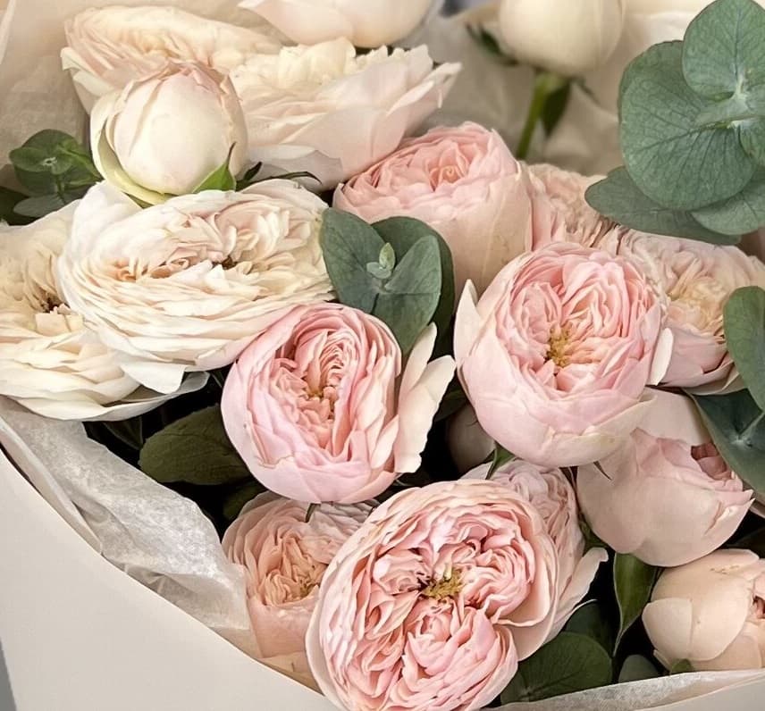 Роза кустовая пионовидная Майнсфилд Парк (Mansfield Park)