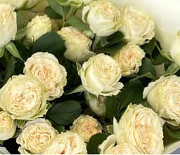 Роза кустовая пионовидная Саммер Роуз (Summer Rose)