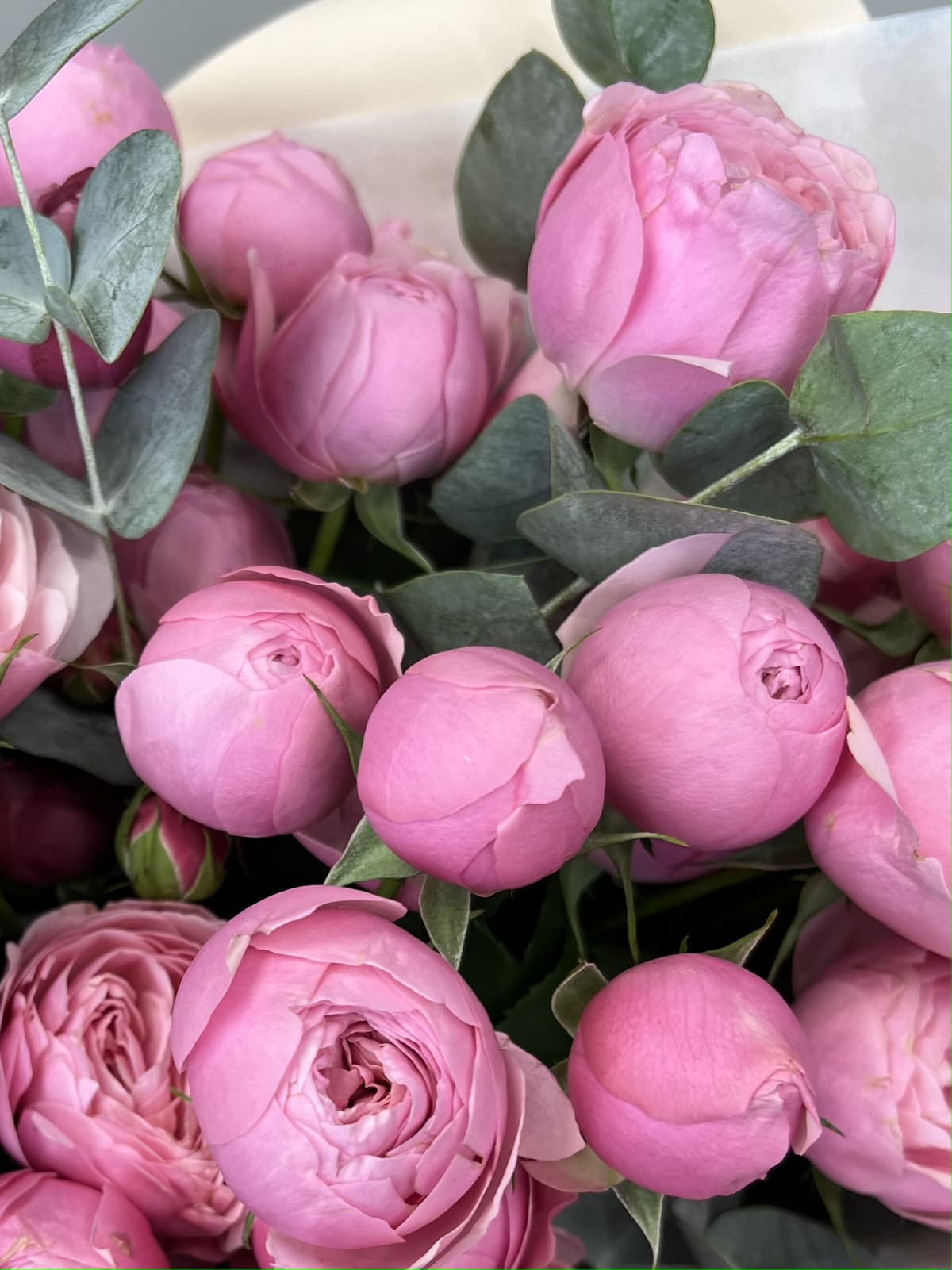 Роза кустовая пионовидная Сильва Пинк (Silvia Pink) по акции от 15 шт