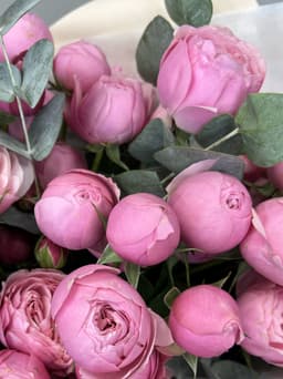 Роза кустовая пионовидная Сильва Пинк (Silvia Pink) по акции от 15 шт