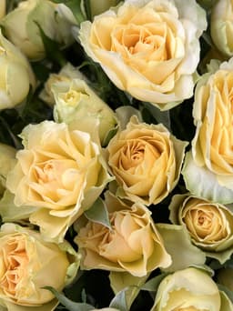 Роза кустовая желтая по акции от 7 шт