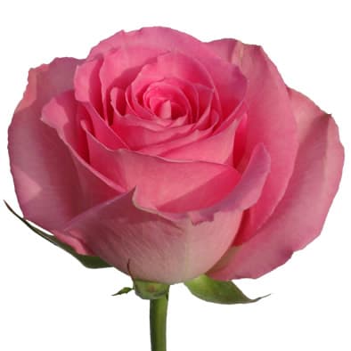 Роза розовая 60 см по акции от 101 шт