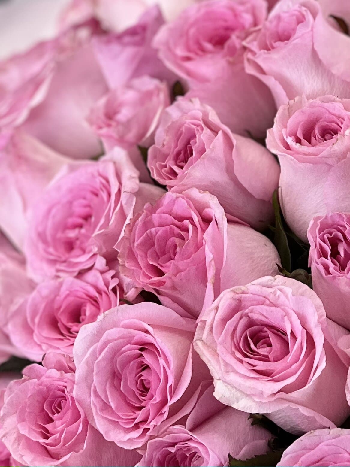 Роза розовая стандарт 50 см по акции от 101 шт