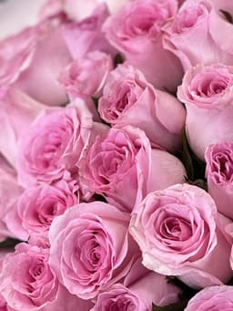 Роза розовая стандарт 50 см по акции от 51 шт