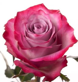 Роза сиреневая Россия 60 см по акции от 101 шт